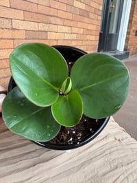 Image 2 of Baby Rubber Plant in Rick & Morty Mug