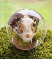 Image 1 of Mossy Rose Quartz Kitty Cloche