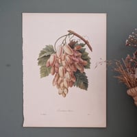 Image 5 of Planches  Anciennes les fruits de Redouté