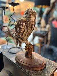 Image 2 of Vintage Taxidermy little owl 
