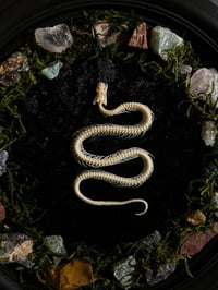 Image 2 of Framed Snake Skeleton & Gemstones