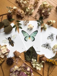 Image 1 of Whispers of the Wild (Bundle of 3)