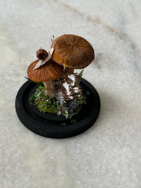 Image of Rust gill paper mushroom 