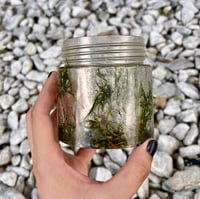 Image 4 of Moss Jar