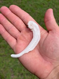 Image 16 of Rams Horn Selenite, Gypsum Specimen | Guizhou China #2867