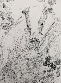 Image 3 of Badger in the Bramble