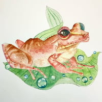 Image 2 of Coqui Frog
