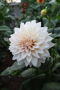 Image 2 of Cafe Au Lait