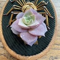 Image 3 of Succulent spider (b, 4x5 inches)