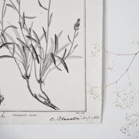 Image 5 of Planche De Botanique Tremelle verte & Campanule
