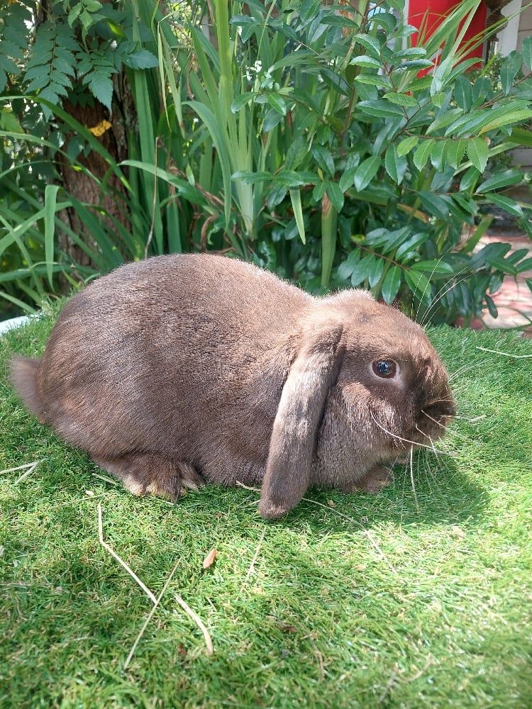 Image of Mr Fudge 