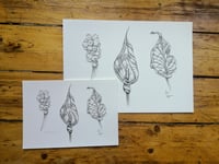 Image 3 of Cuckoo Pint Fine Art Print, A3