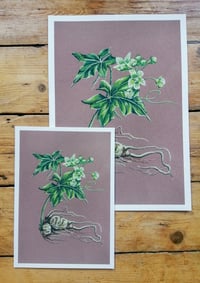 Image 2 of Bryony Fine Art Print, A3