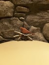 Cardinal In The Snow