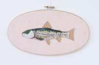 Lahontan Cutthroat Trout