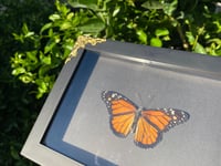 Image 2 of Monarch Butterfly