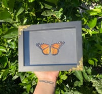 Image 1 of Monarch Butterfly
