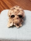 Toad