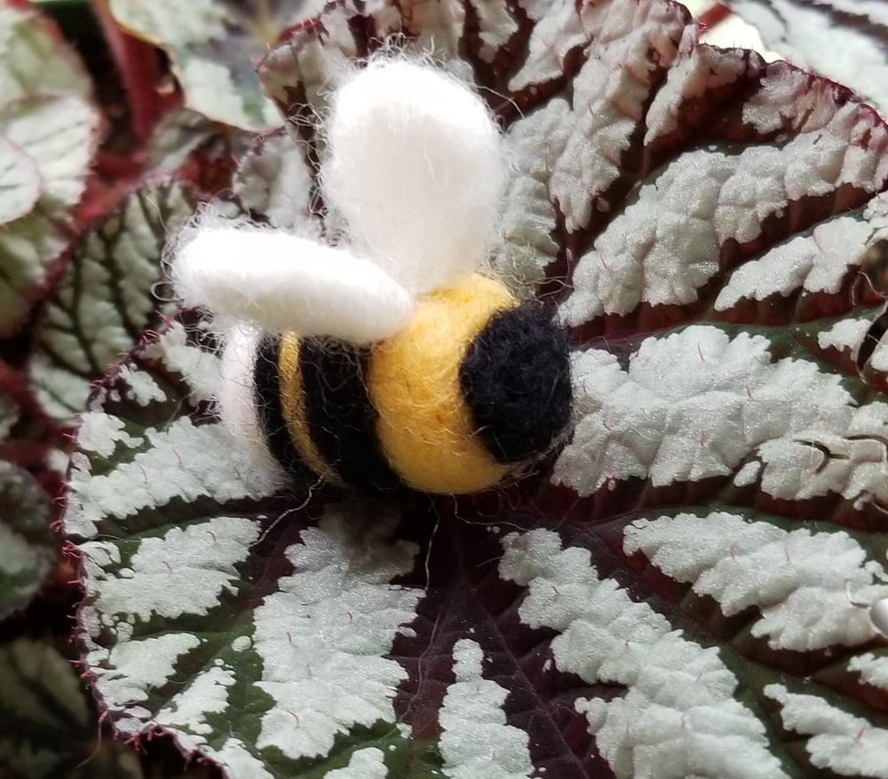 Western Bumblebee