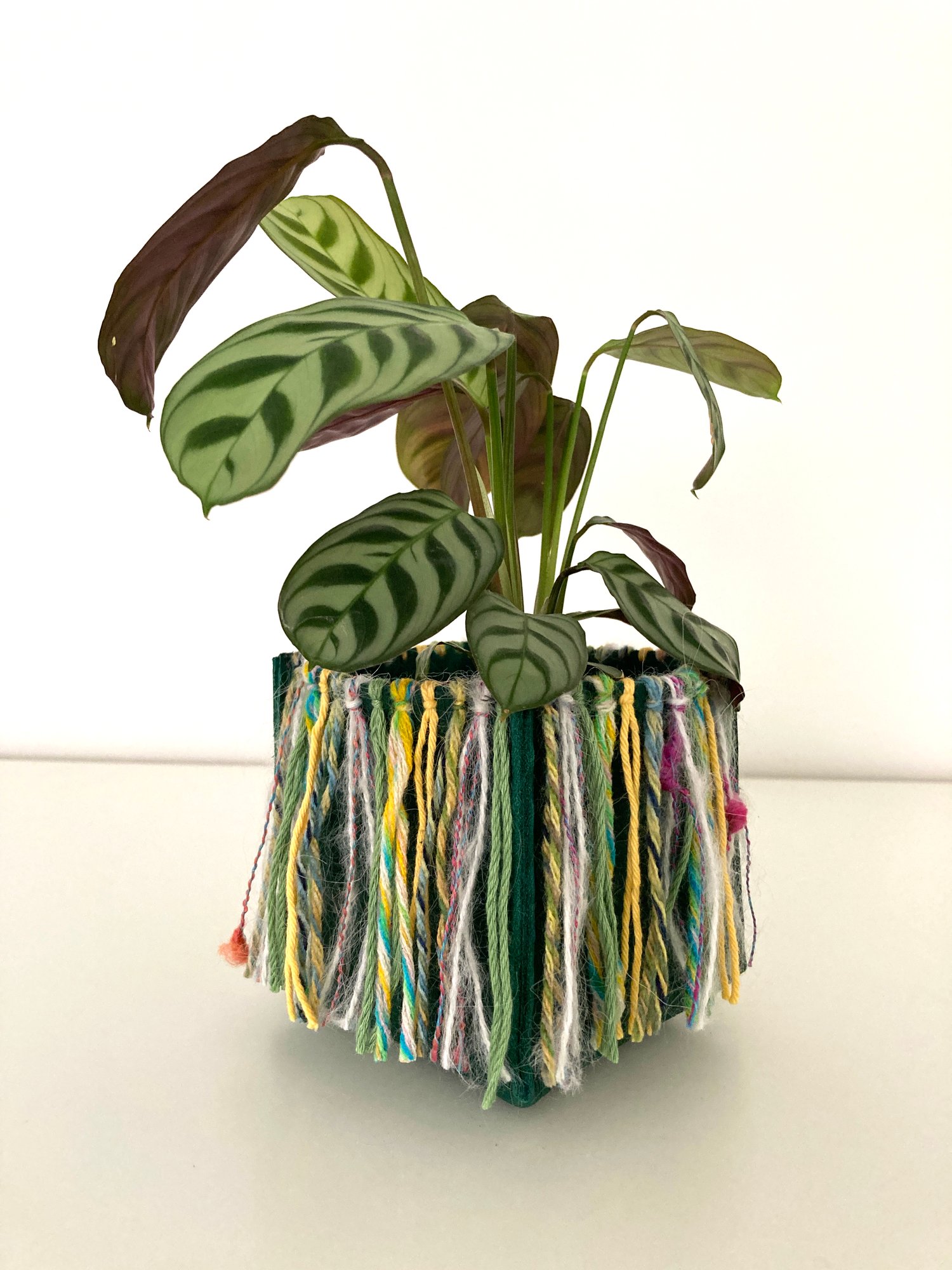 Image of Green Koola Hula