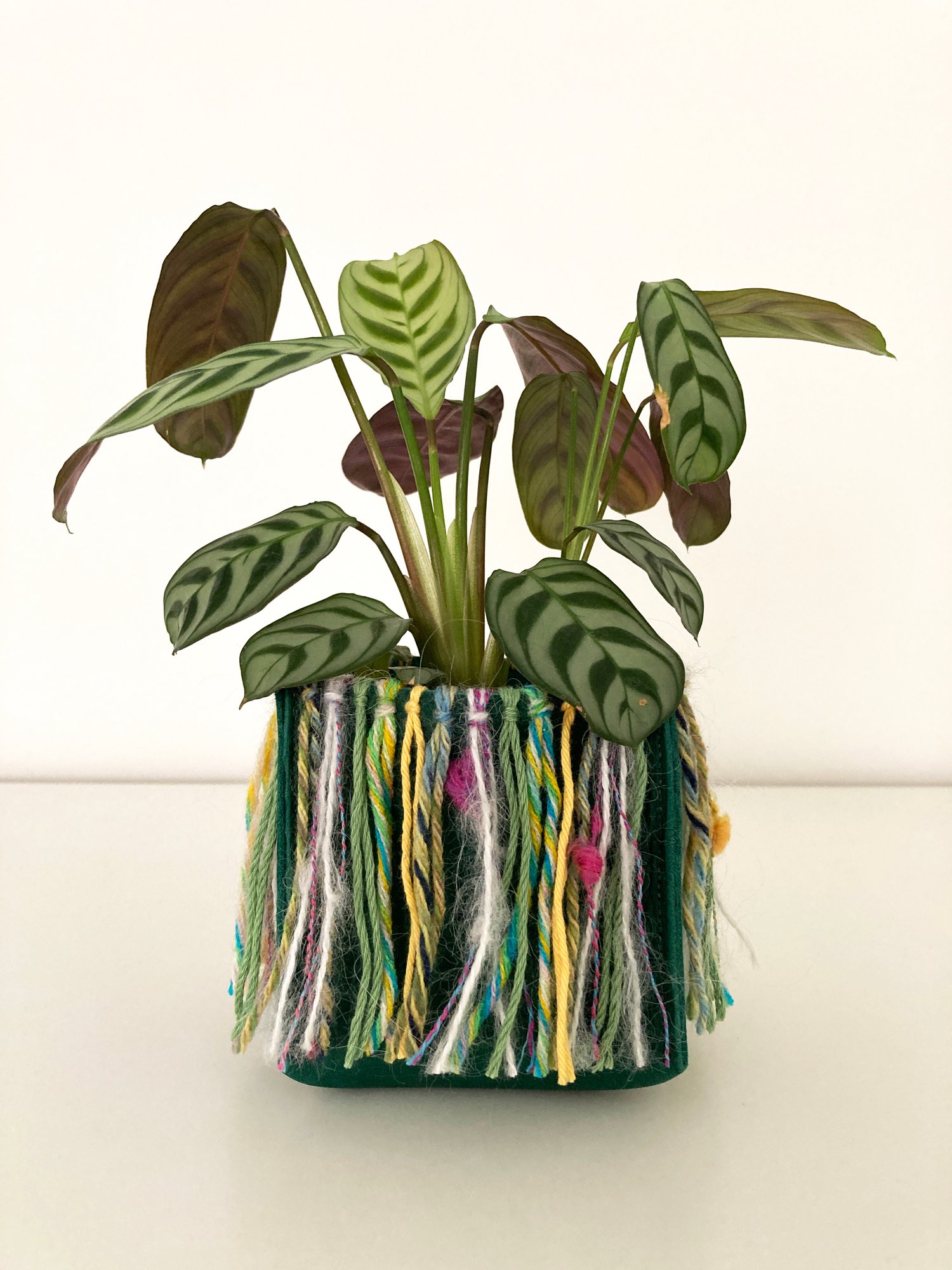 Image of Green Koola Hula
