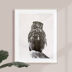 Image of OWL