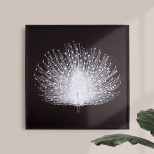 Image of PEACOCK