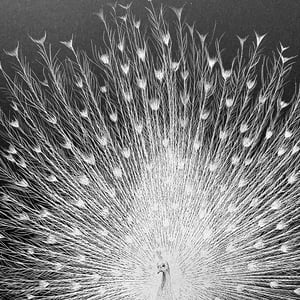 Image of PEACOCK