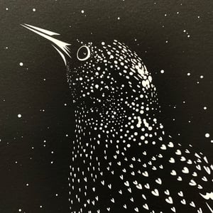 Image of MIDNIGHT STARLING 