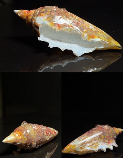 Image of Large Shell 7