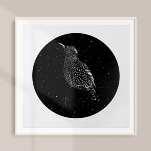 Image of MIDNIGHT STARLING 
