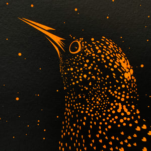 Image of MIDNIGHT STARLING ORANGE