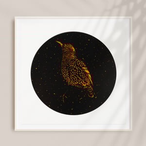 Image of MIDNIGHT STARLING ORANGE