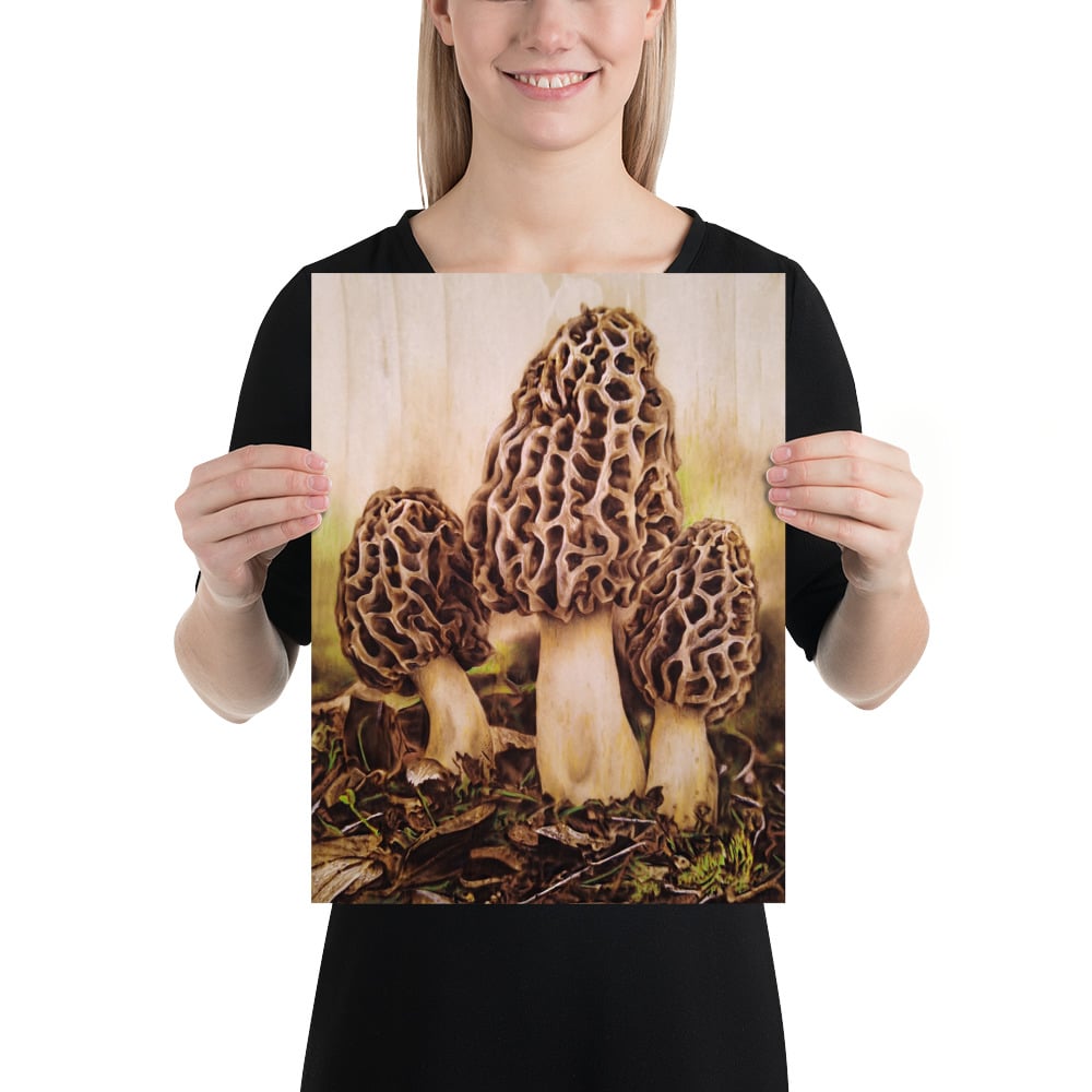 Photo Print: Morel Mushrooms