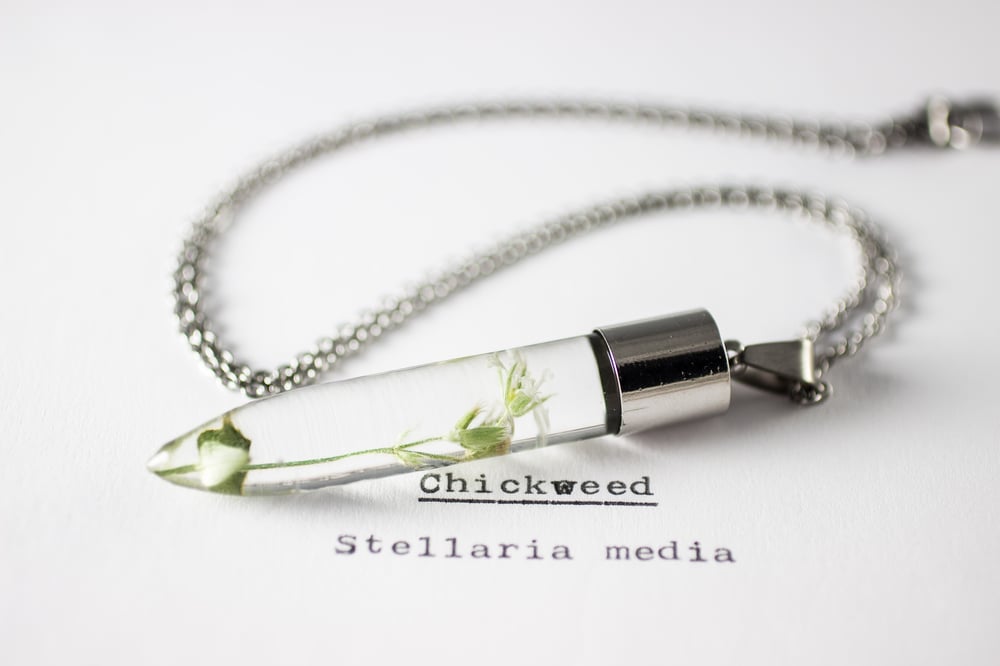 Image of Chickweed (Stellaria media) - Medium #1