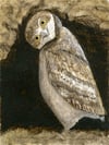 Western Burrowing Owl (Print)