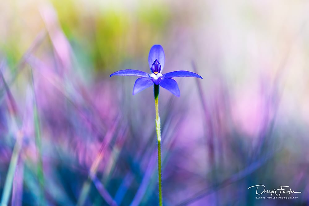 Image of Wax Lip Orchid