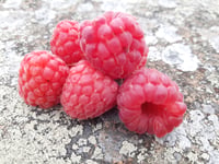 Image 4 of YumolaYummington Raspberry Jam