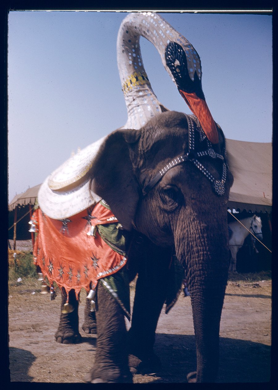 Image of Circus Elephant With Swan