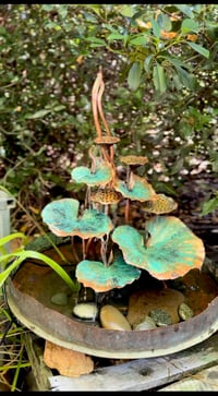 Image 4 of 🍃🌱Sacred Lotus 🌱🍃