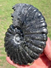 Image 2 of Black Ammonite Fossil With Pyrite #2510