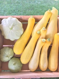 Summer Squash