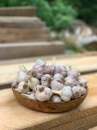 Garlic