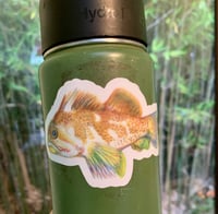 Image 4 of Gopher Rockfish Sticker