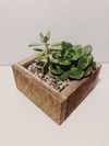 Small Box