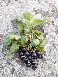 Image 2 of Blackcurrant Jam