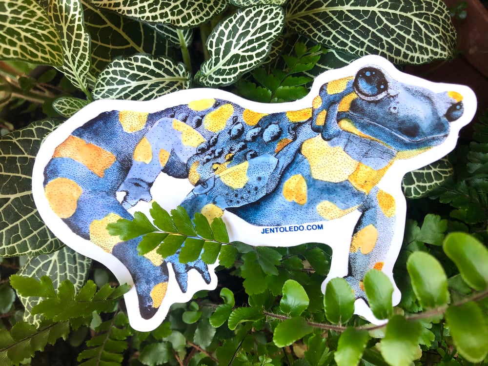 Image of Fire Salamander