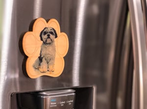 Image of Shih-Tzu Magnet