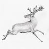 A Stag For You, Beloved