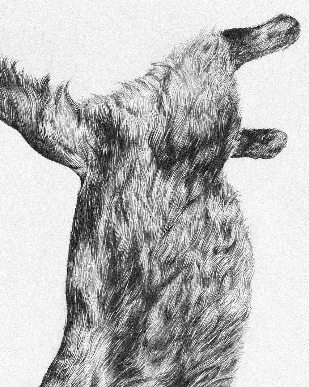 Jumping Cat